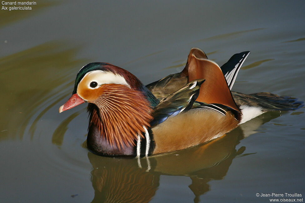 Mandarin Duck