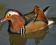 Canard mandarin