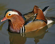 Mandarin Duck