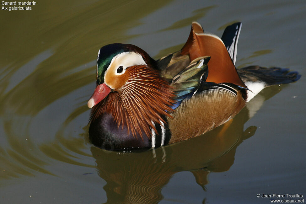 Mandarin Duck