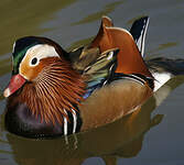 Canard mandarin