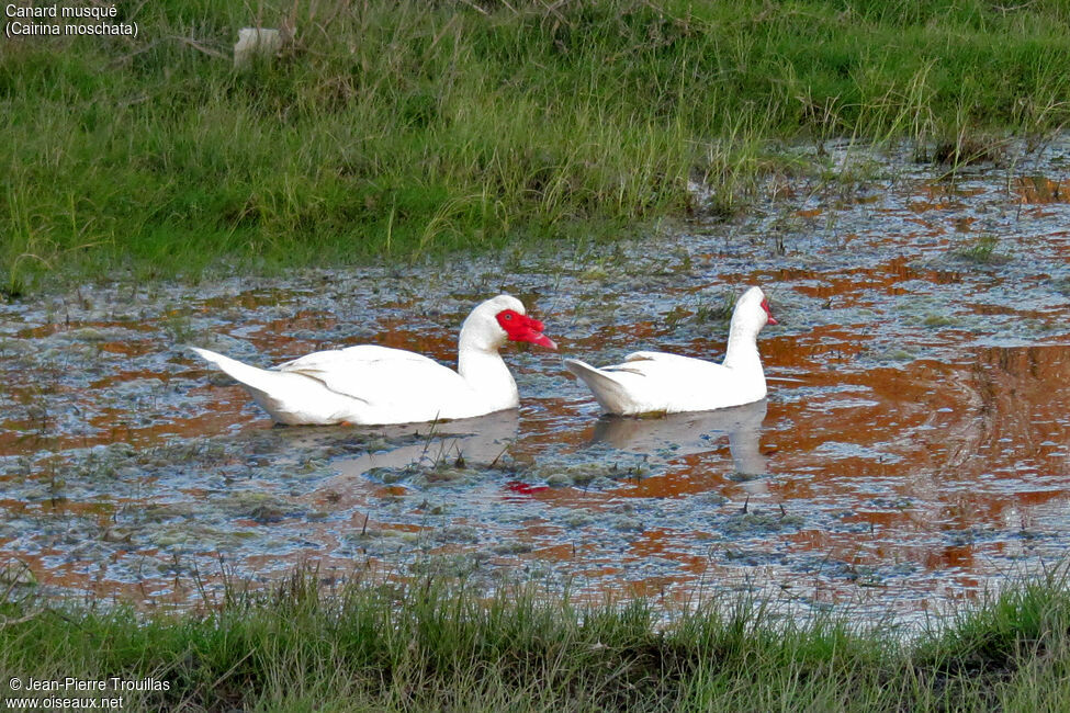 Muscovy Duck