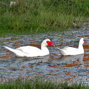 Canard musqué