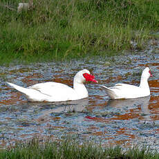 Canard musqué