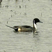 Canard pilet