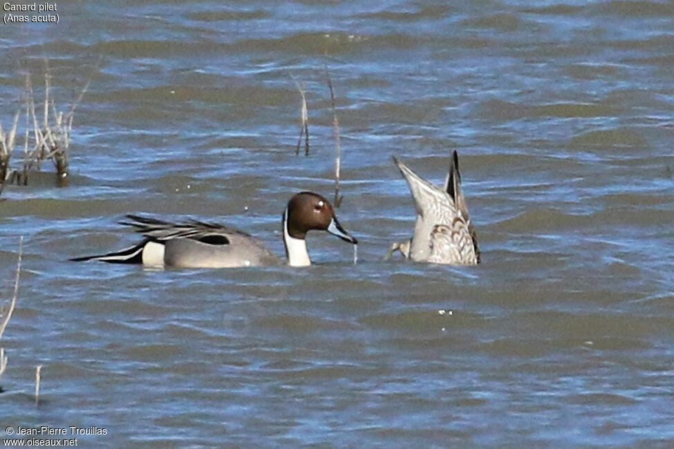 Northern Pintail