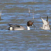 Canard pilet