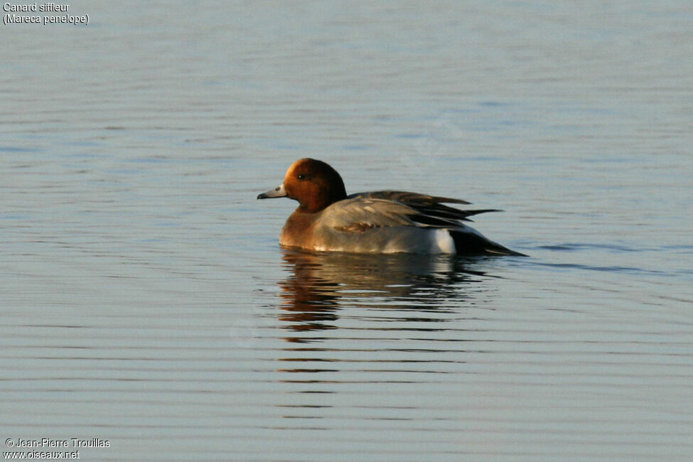 Canard siffleur