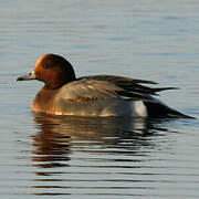 Canard siffleur