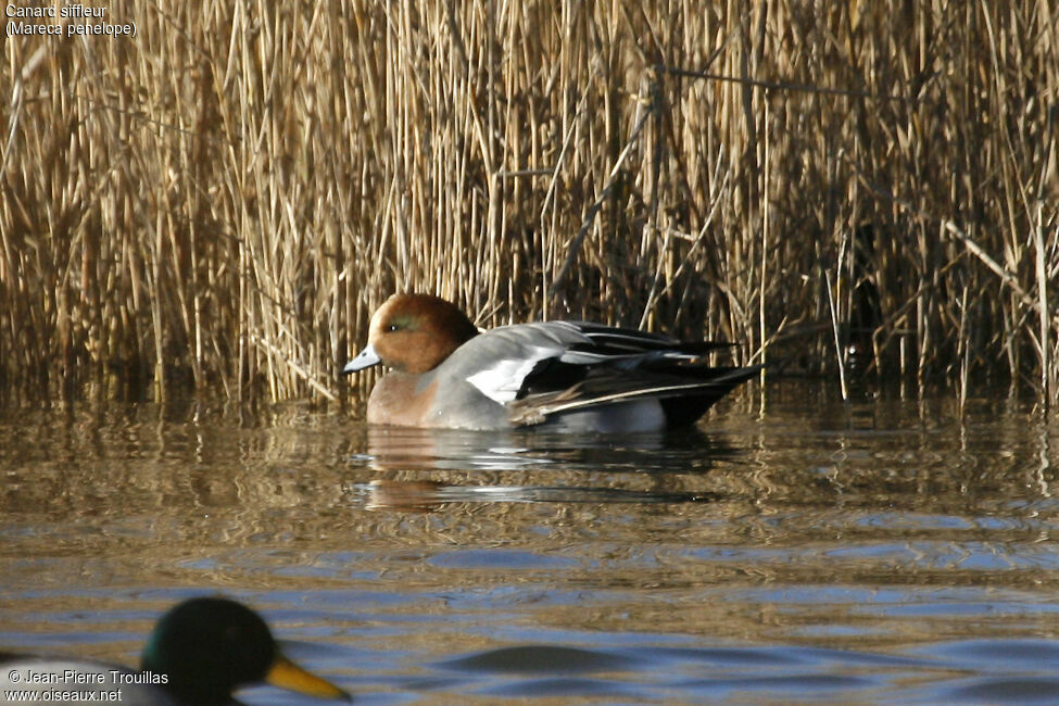 Eurasian Wigeon