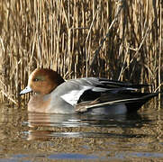 Eurasian Wigeon