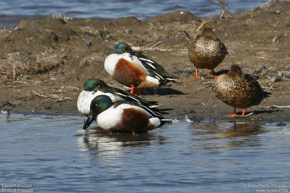 Northern Shoveler