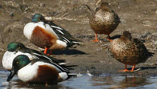 Canard souchet