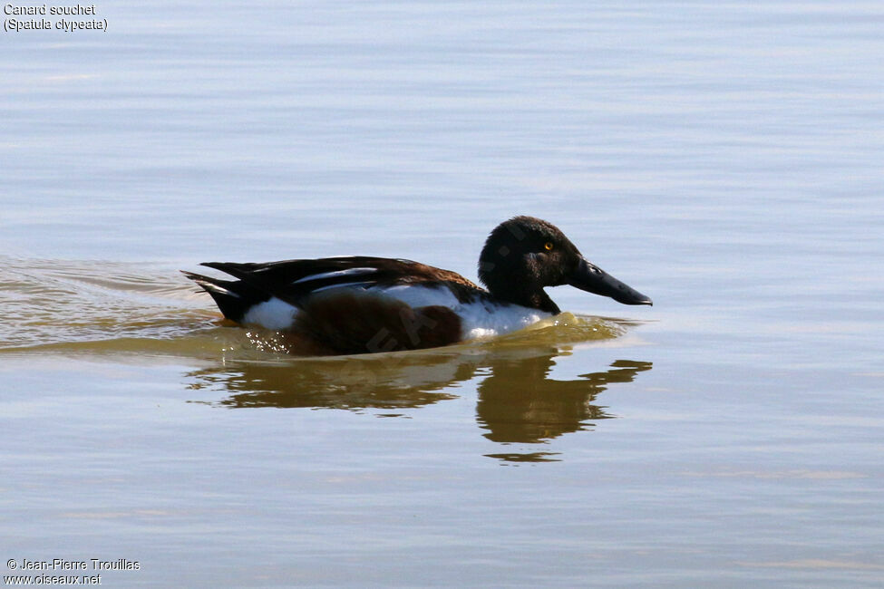 Canard souchet