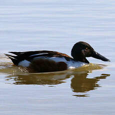 Canard souchet