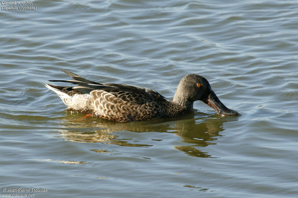 Northern Shoveler