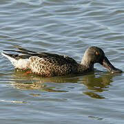 Canard souchet