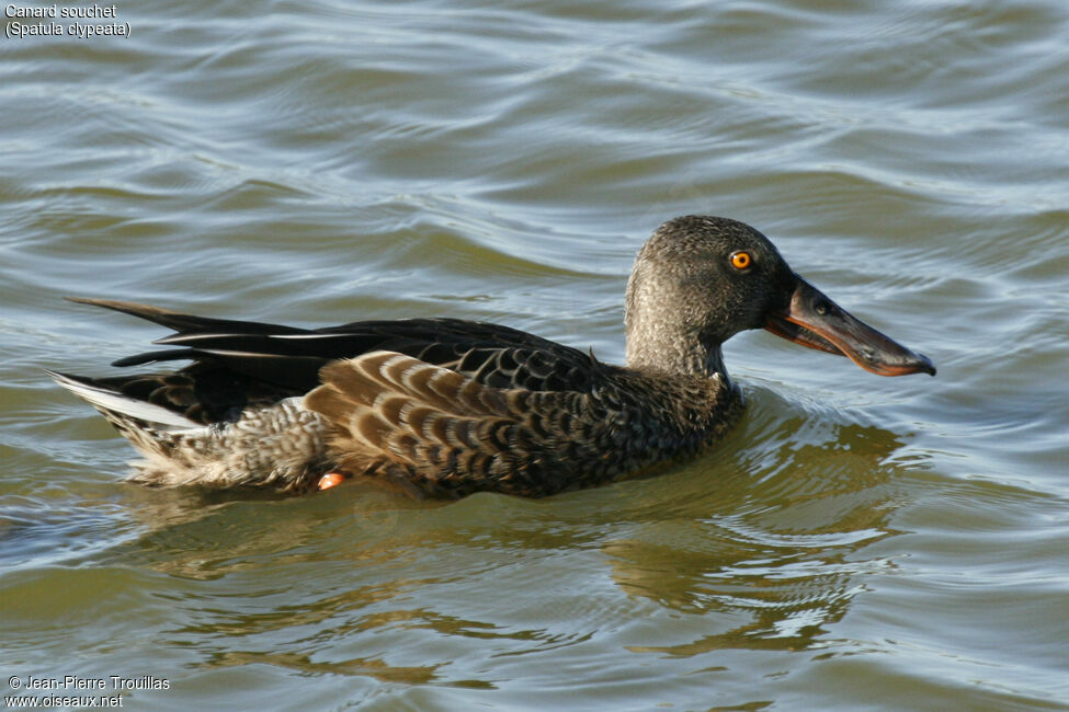 Canard souchet