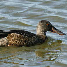 Canard souchet