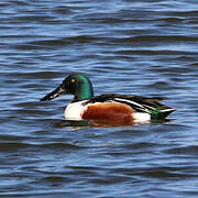 Northern Shoveler