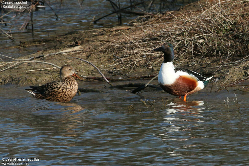 Canard souchet