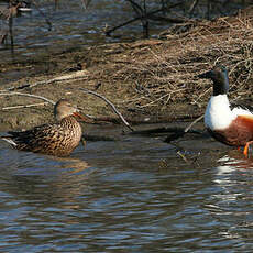 Canard souchet