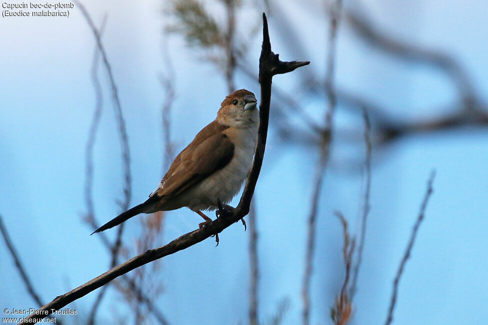 Indian Silverbill