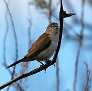 Indian Silverbill