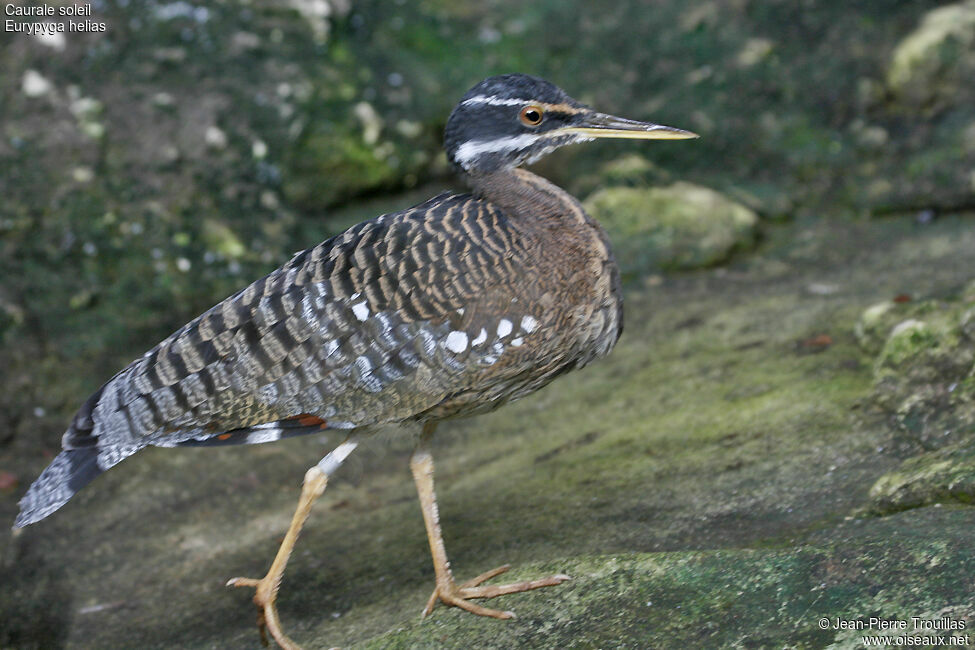 Sunbittern