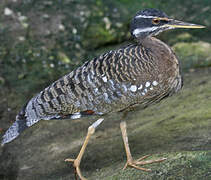 Sunbittern