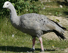 Cape Barren Goose