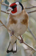 European Goldfinch