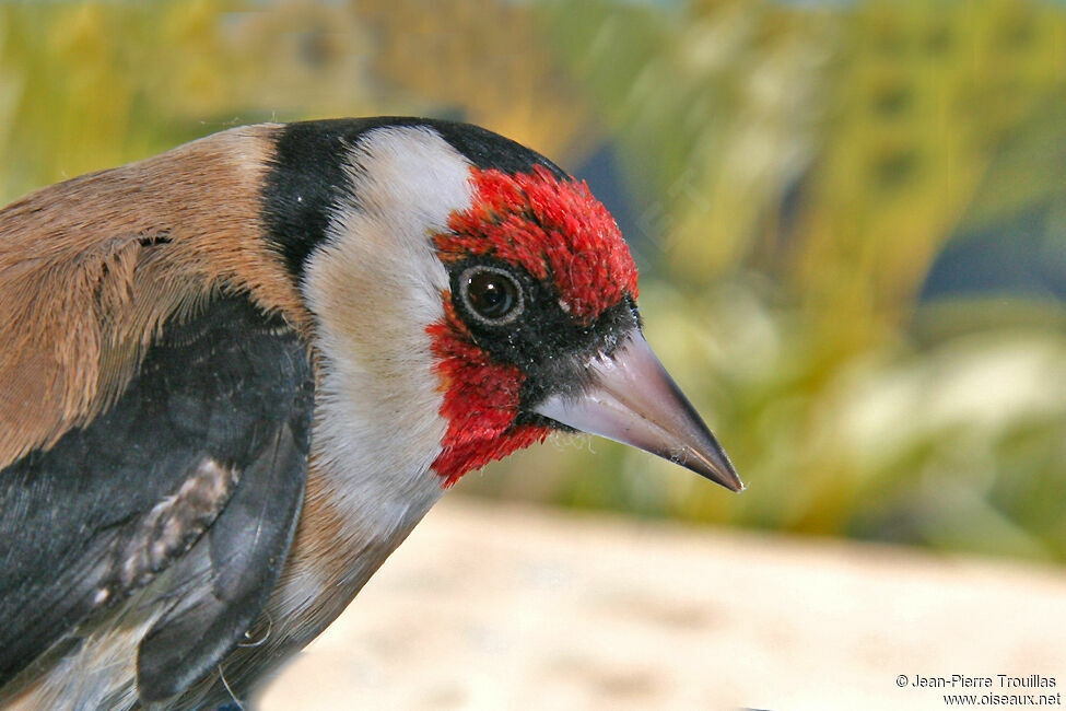 European Goldfinchadult