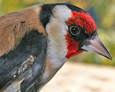 European Goldfinch