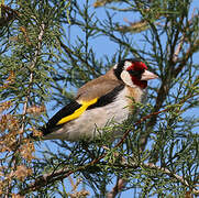 European Goldfinch