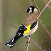 European Goldfinch