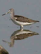 Common Greenshank