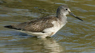 Common Greenshank