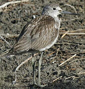 Common Greenshank