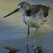 Common Greenshank