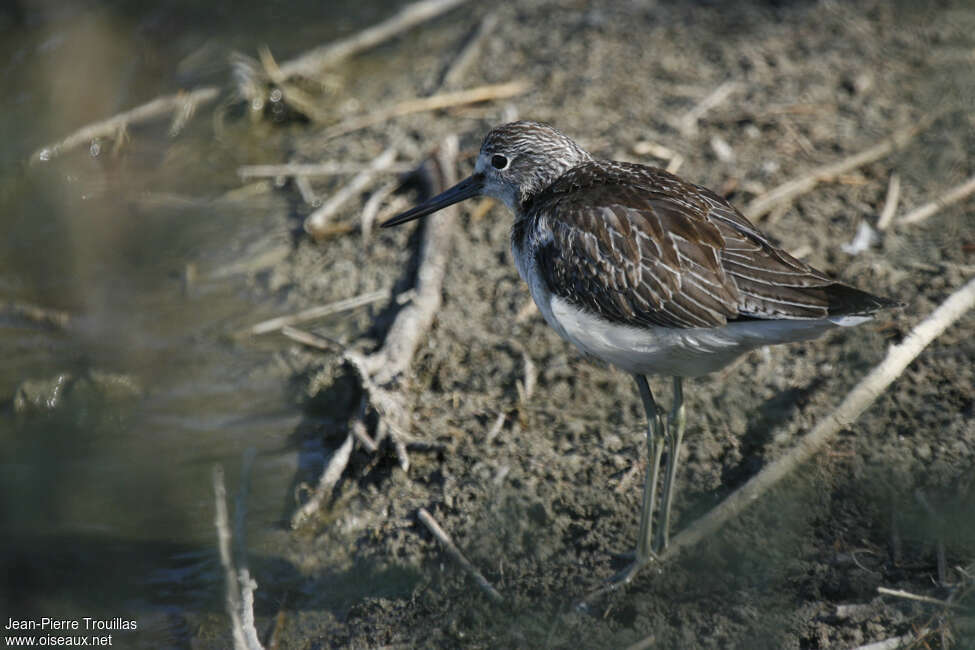 Common Greenshankjuvenile, identification