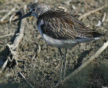 Common Greenshank