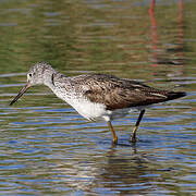 Common Greenshank