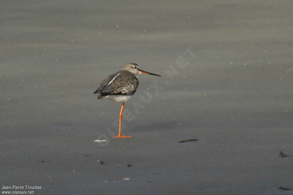 Spotted Redshankadult post breeding, aspect, pigmentation, Behaviour