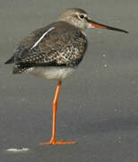 Spotted Redshank