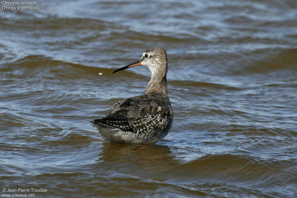 Spotted Redshank