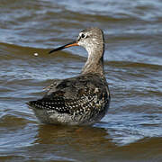 Spotted Redshank