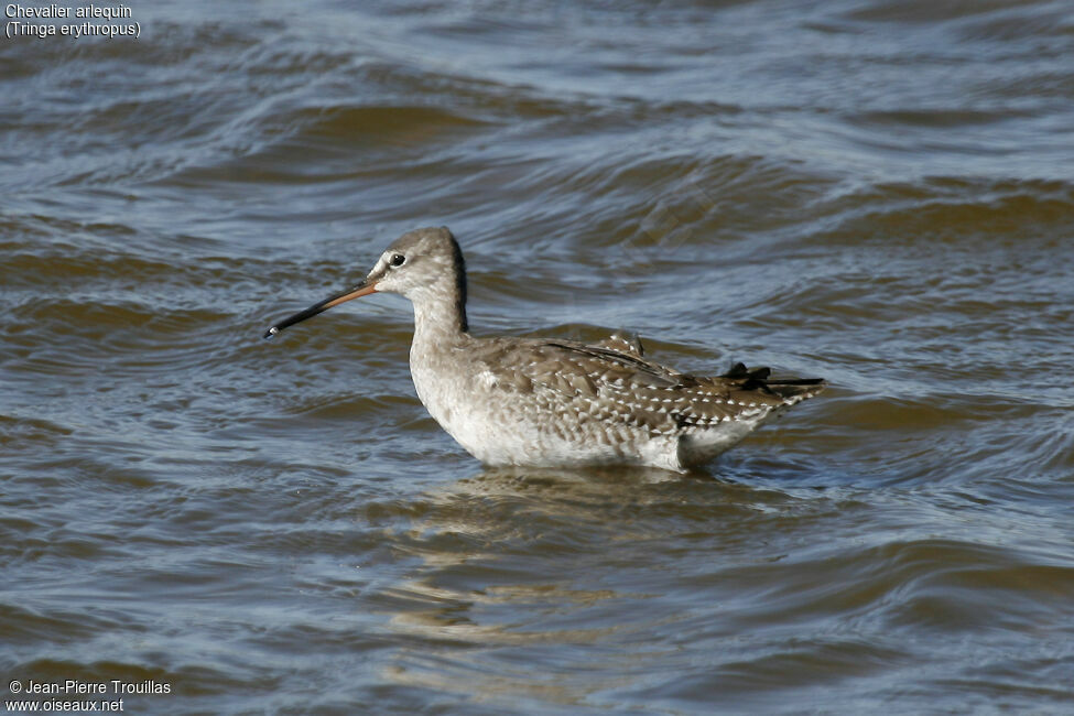 Spotted Redshank