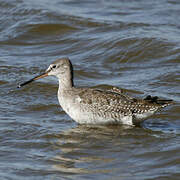 Spotted Redshank