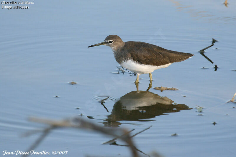 Green Sandpiper